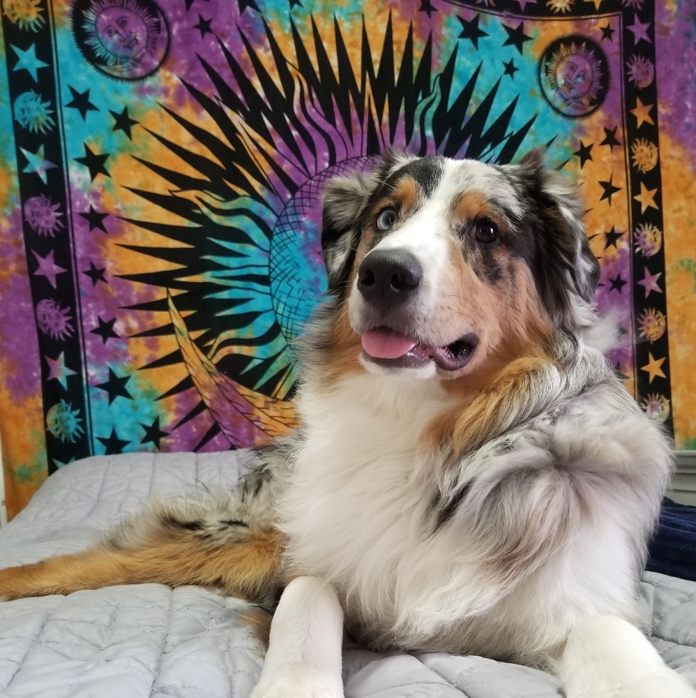 🔮❤ISO- Bones and Treats